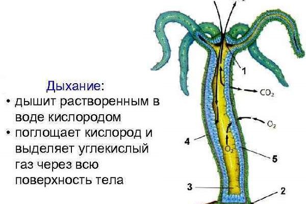 Кракен продает наркотики